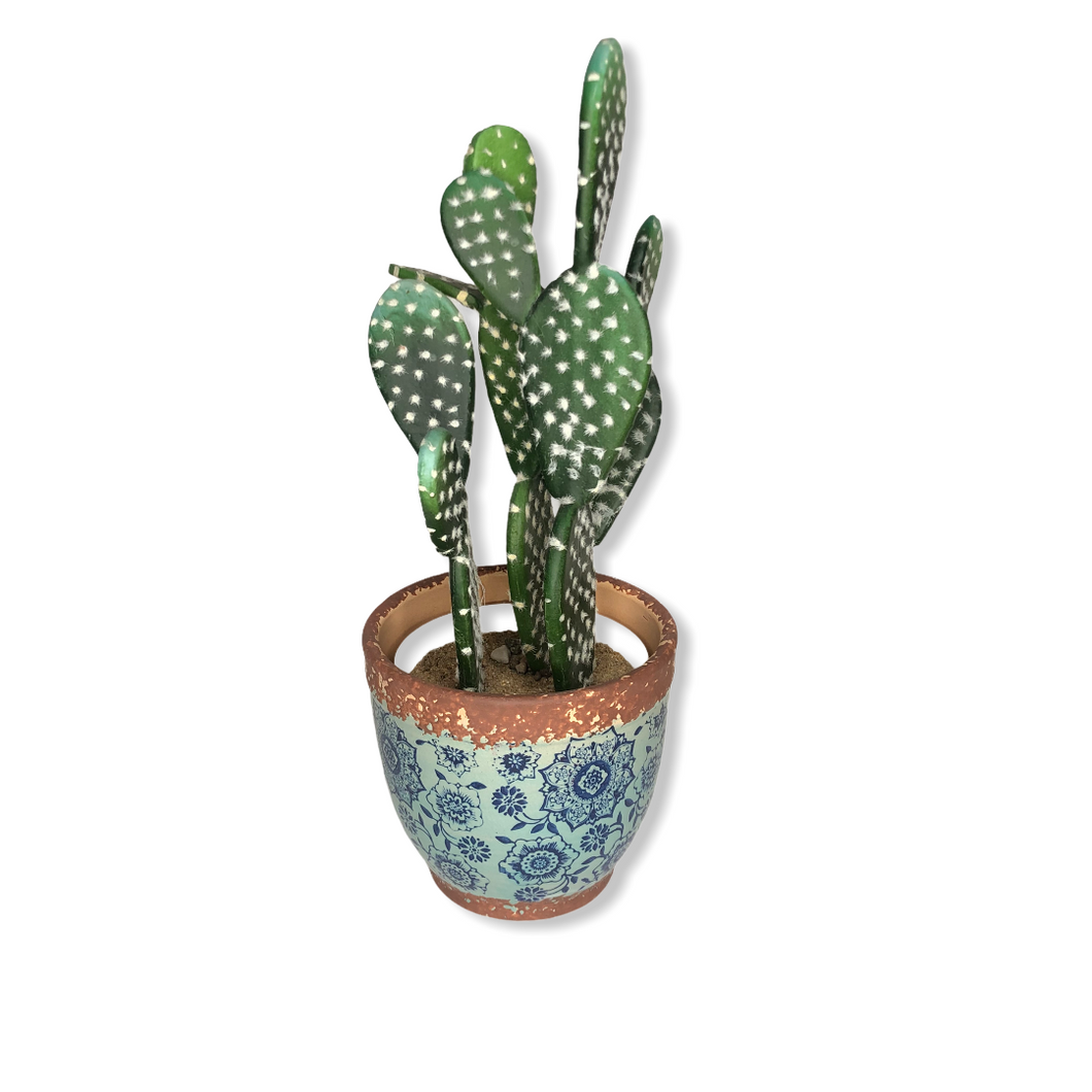 Cactus Pianta